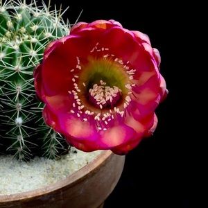 Meet your Posher, Julia